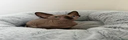 Sphynx cats for sale: All - sphynx boy - Advert 1