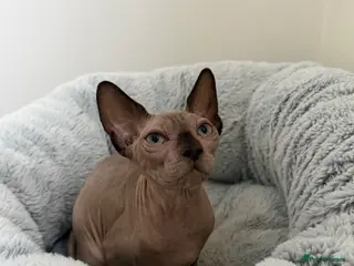 Sphynx cats All - sphynx boy - Advert 2