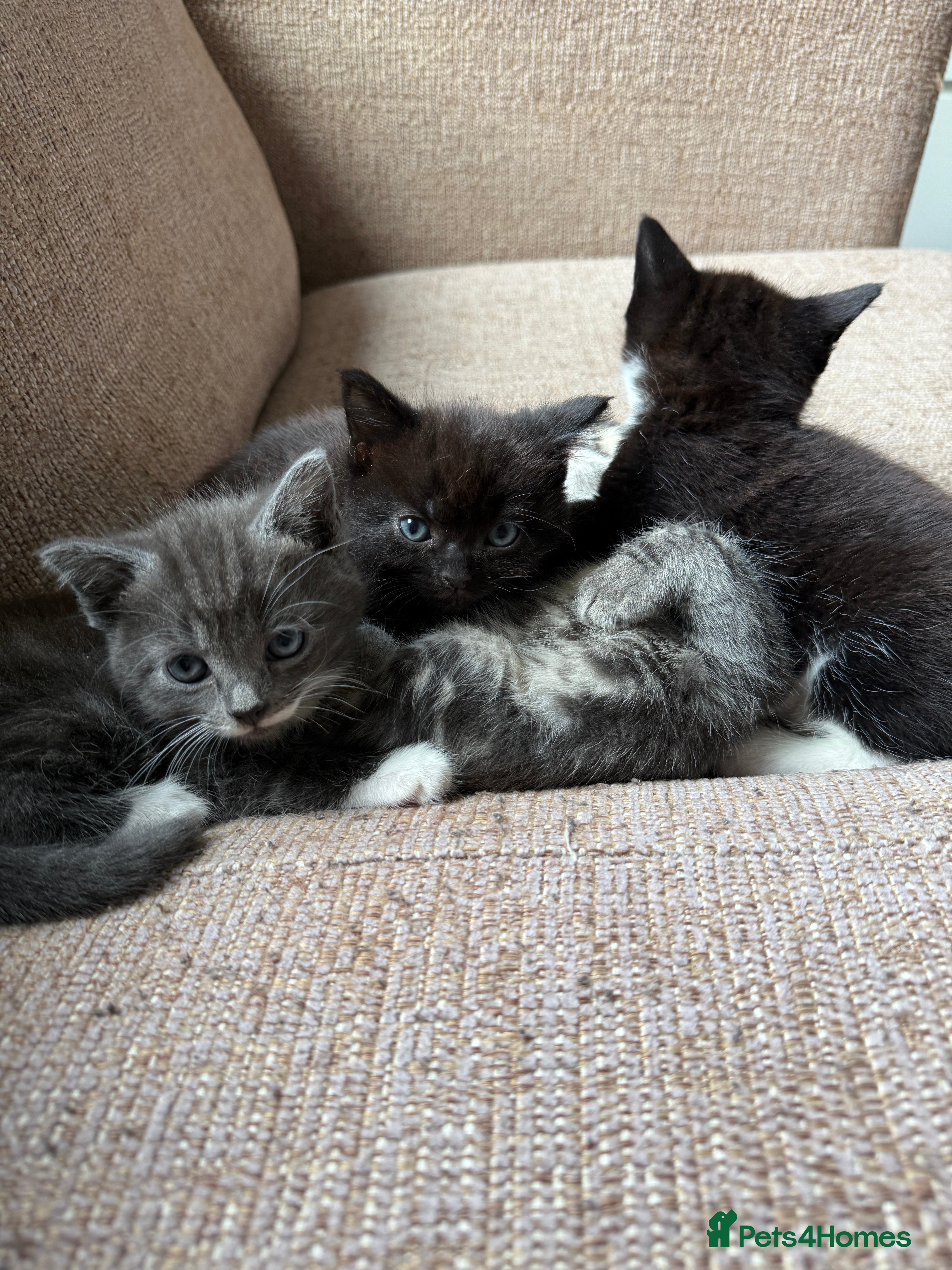 Mixed Breed cats Mixed breed kittens for sale - Advert 12
