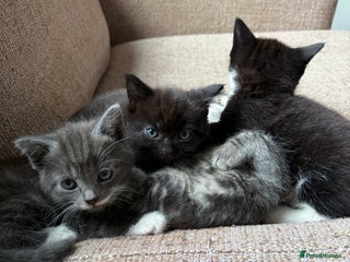 Mixed Breed cats Mixed breed kittens for sale - Advert 16
