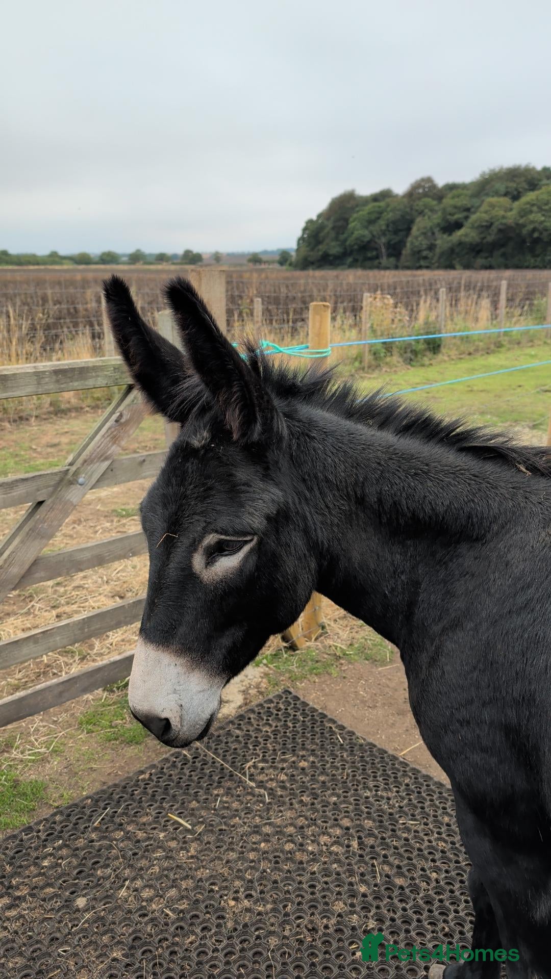 Other Breed horses Donkey gelding - Advert 1