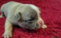 French Bulldog dogs for sale: Kc registered french bulldog puppies - Image 7