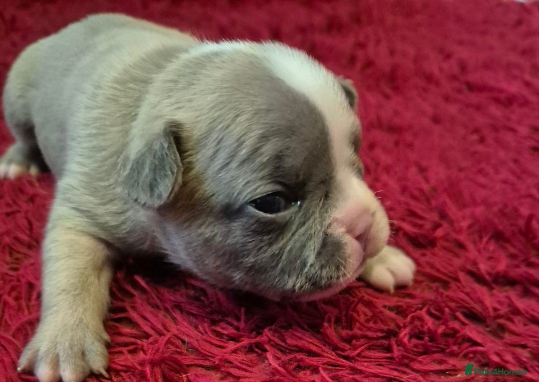 French Bulldog dogs for sale: Kc registered french bulldog puppies - Image 7