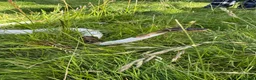 Python Snake reptiles for sale: Pied ball python  - Advert 2