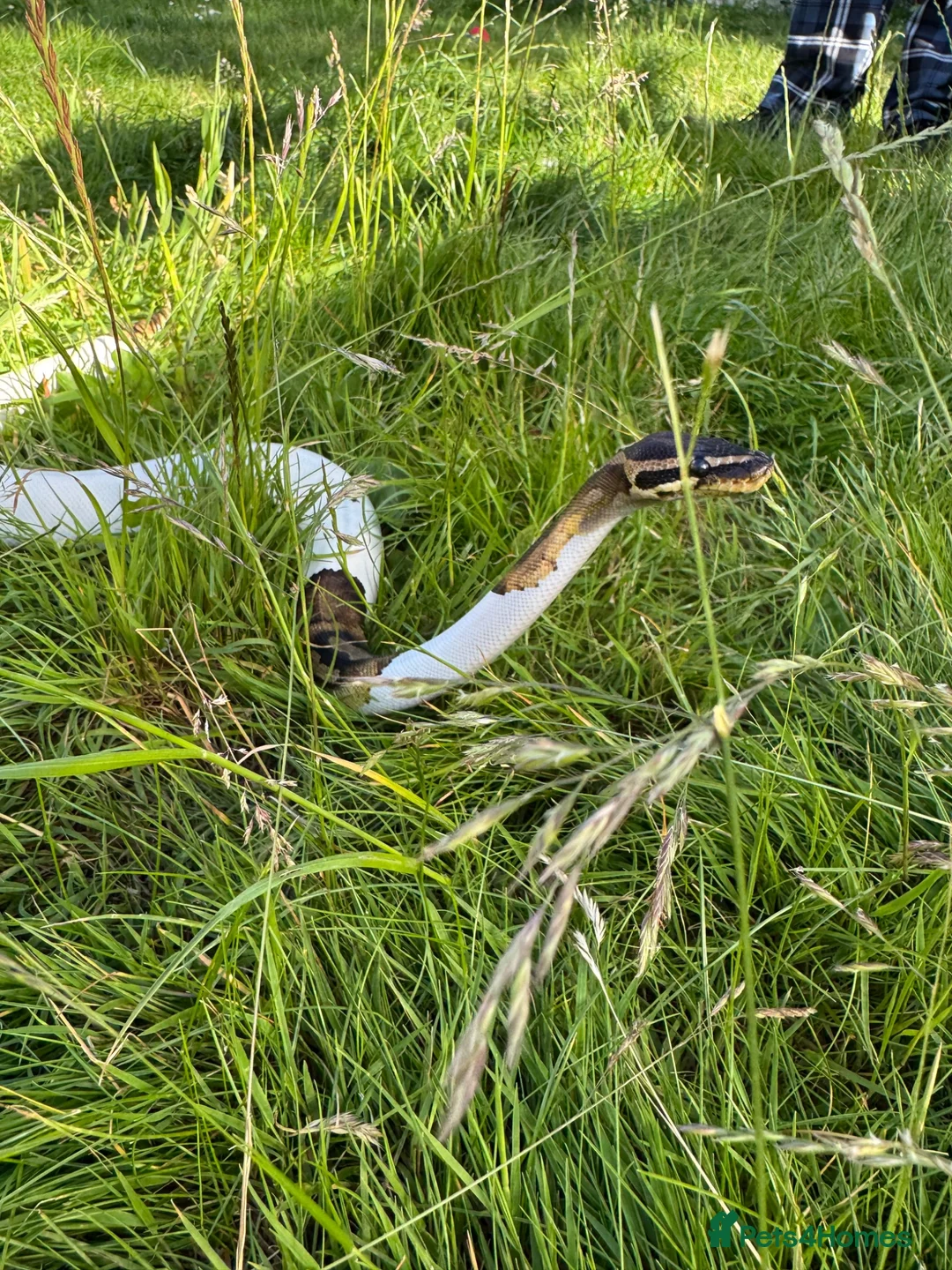 Python Snake reptiles for sale: Pied ball python  - Advert 2