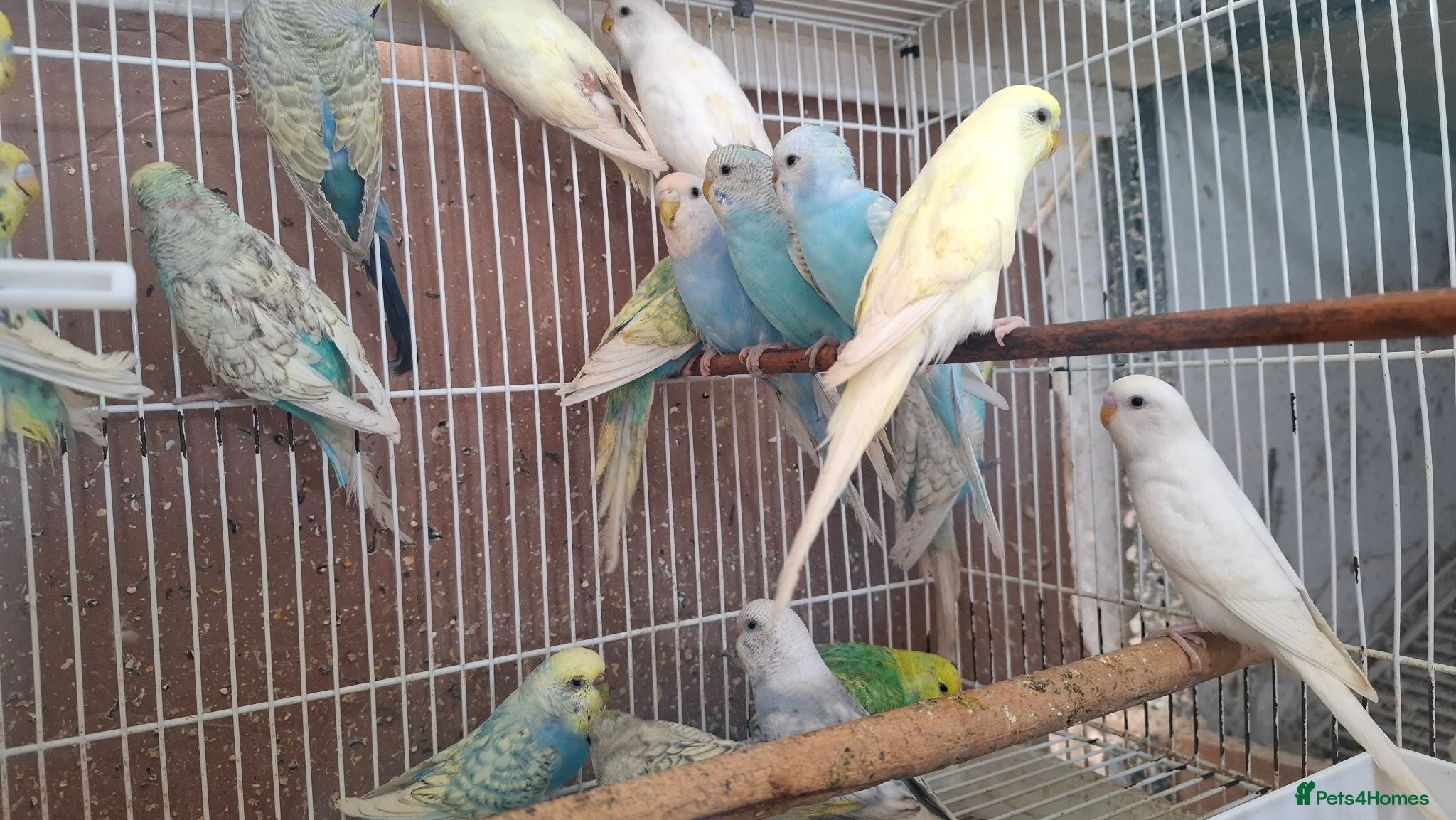Mixed Breed birds Budgies for sale  - Advert 2