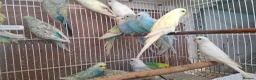Mixed Breed birds for sale: Budgies for sale  - Advert 2