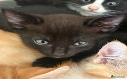 Mixed Breed cats for sale: Cheeky kittens - Image 3