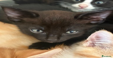 Mixed Breed cats - Advert 3