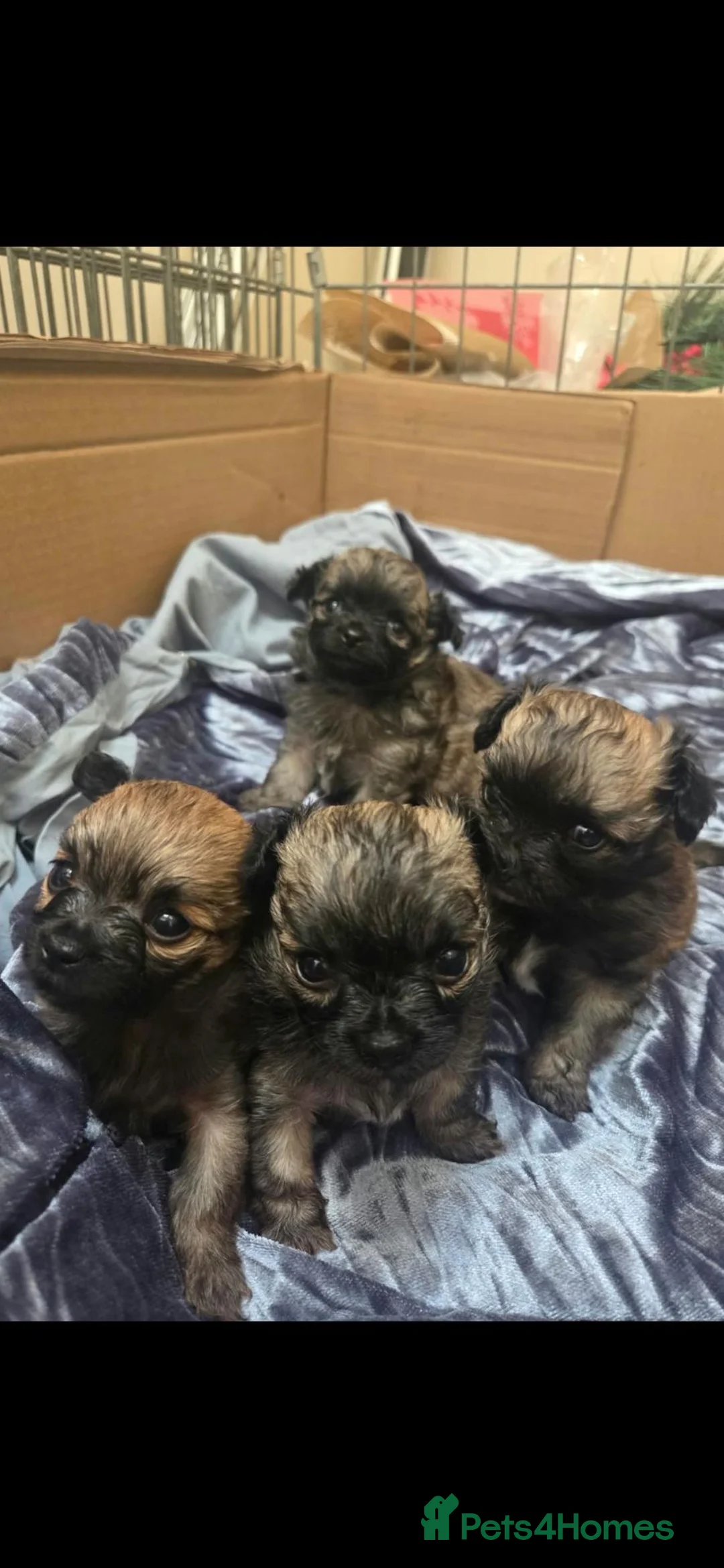 Chihuahua dogs for sale: Chihuahuas looking for their forever homes.  in Teddington - Advert 8