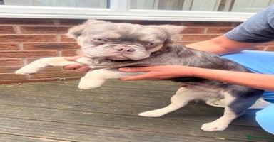 French Bulldog dogs - Advert 5