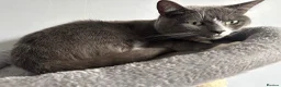 Domestic Shorthair cats for sale: Sandwich - Advert 6