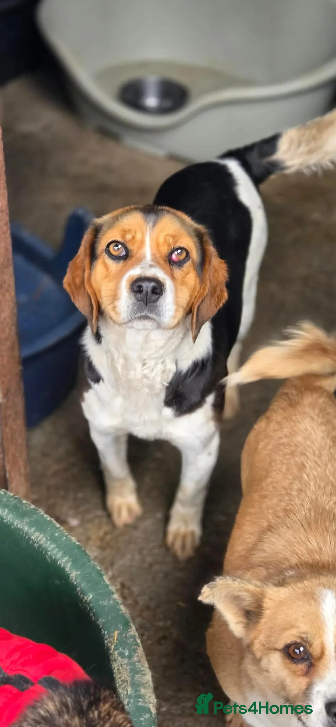 Mixed Breed dogs for adoption: Maria - FOR ADOPTION  in Buxton - Advert 1