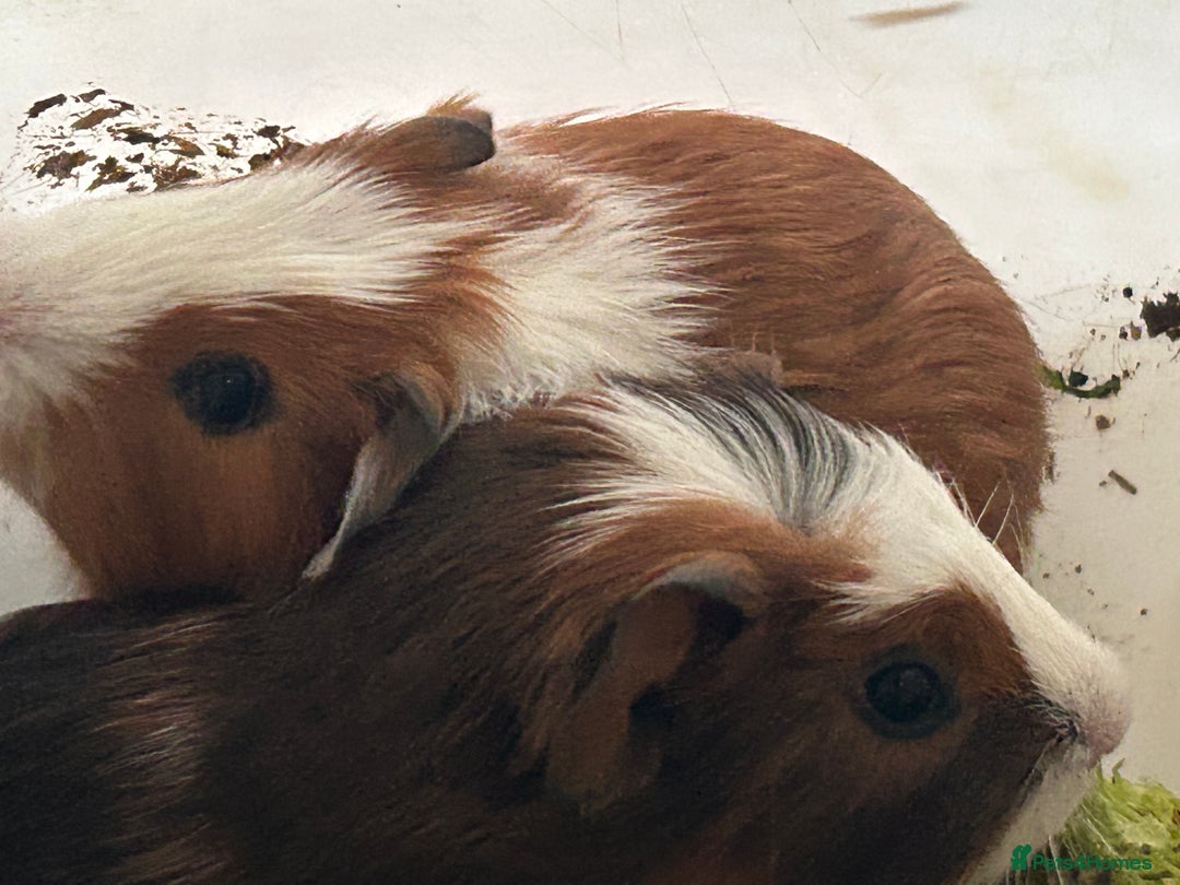 Guinea Pig rodents for sale: Beautiful Baby Guinea Pigs. - Advert 5