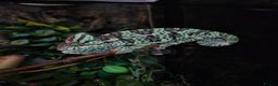 Chameleon reptiles for sale: Yemen and full setup - Advert 9