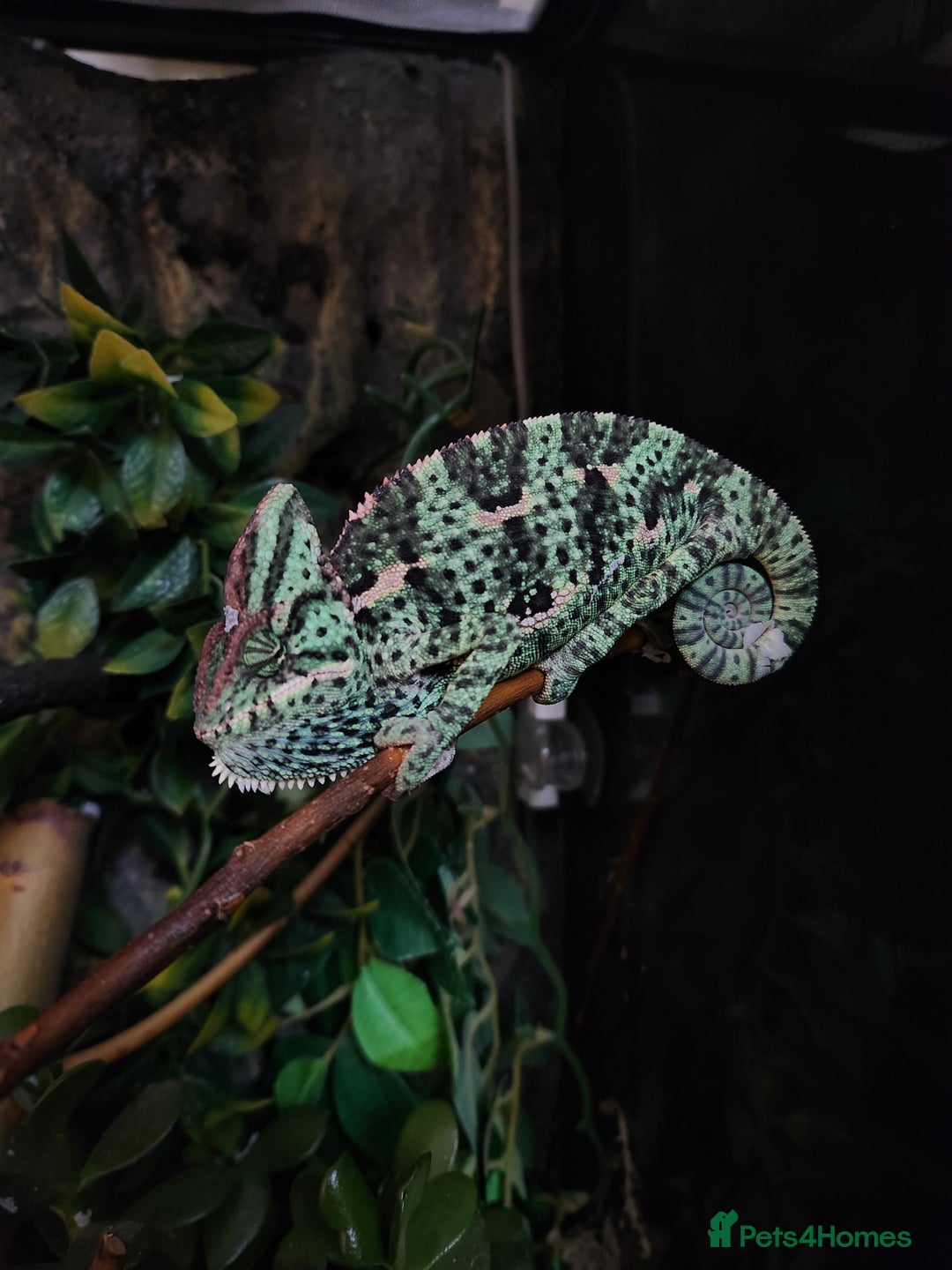 Chameleon reptiles for sale: Yemen and full setup - Advert 9