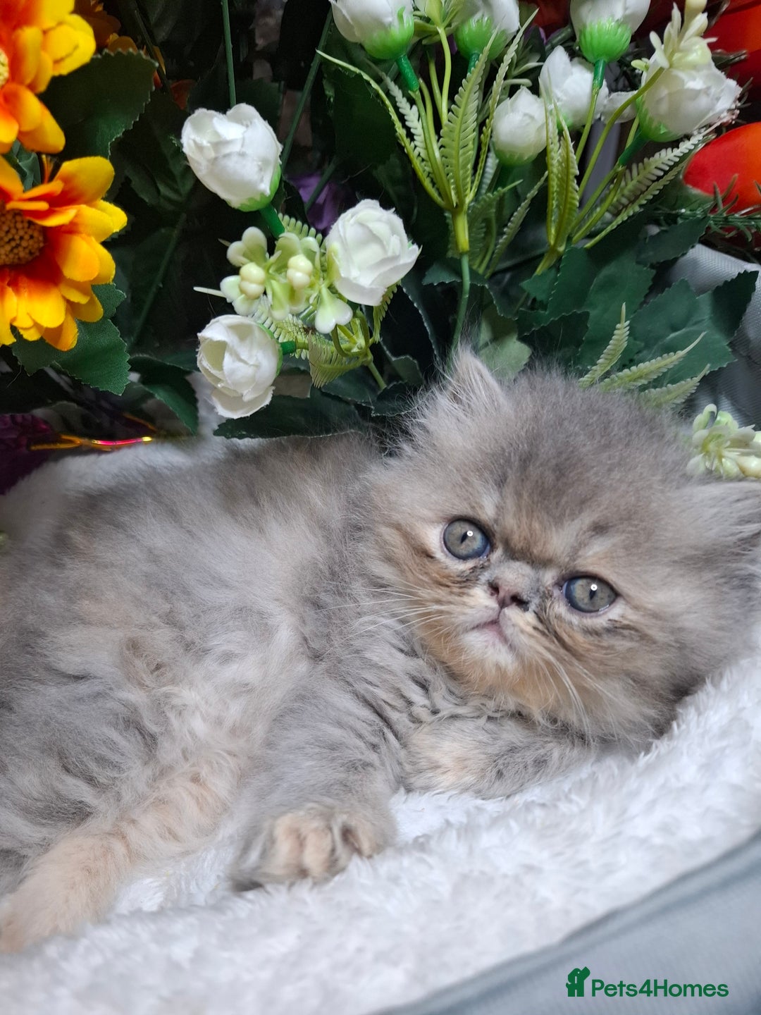 Persian cats for sale: Blue Persian kittens  - Image 36