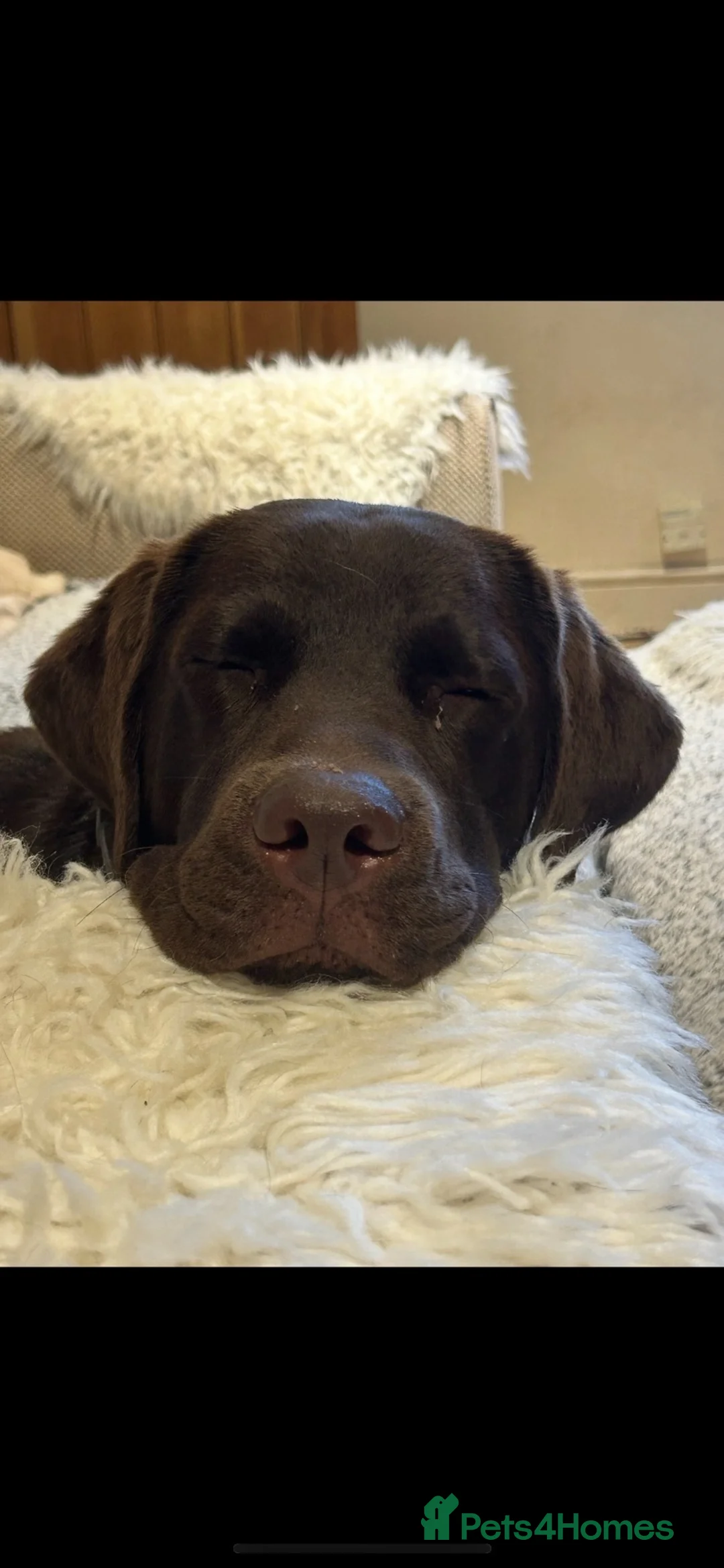 Labrador Retriever dogs for sale: Beautiful chunky black lab puppies  - Advert 1