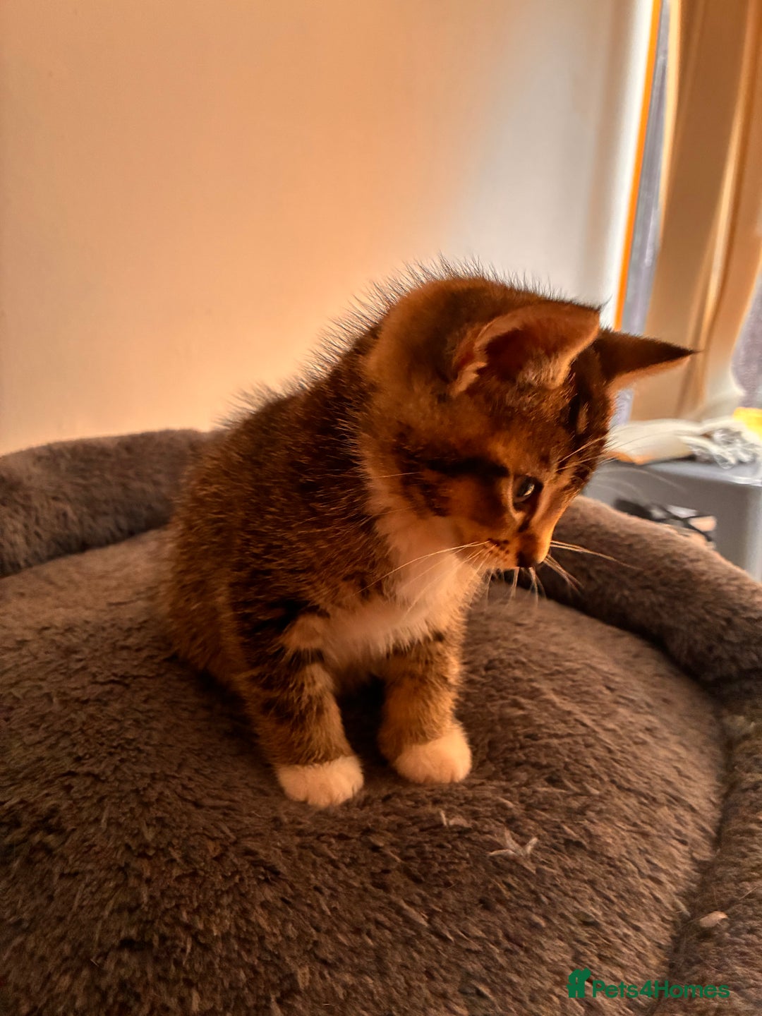 Mixed Breed cats for sale: Beautiful and super playful kittens  - Image 36
