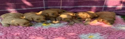 Cavapoo dogs for sale: Perfect homebred red F1 Cavapoo puppies  - Advert 8