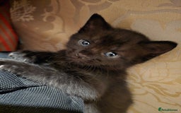 British Shorthair cats for sale: 1 boy, 2 girls for sale £50 each - Image 9