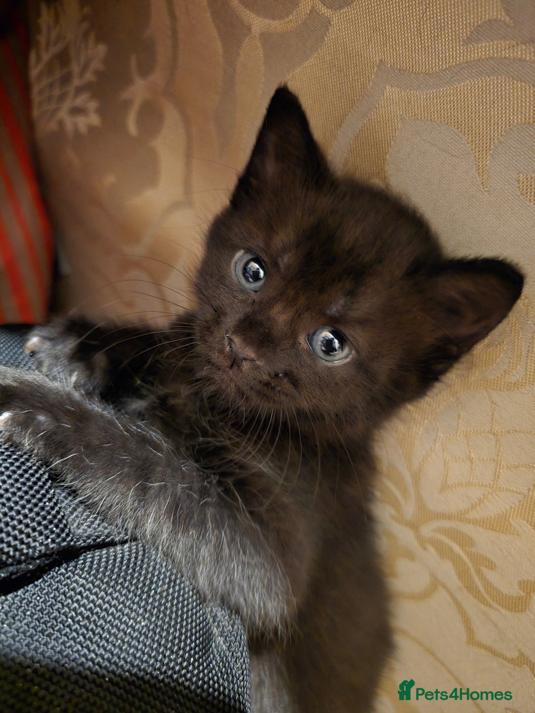 British Shorthair cats for sale: 1 boy, 2 girls for sale £50 each - Image 9