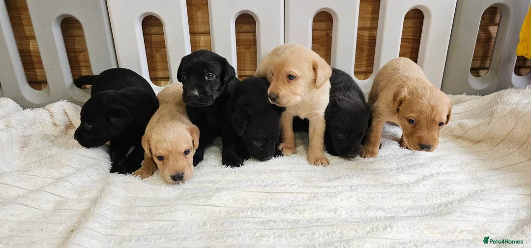 Labrador Retriever dogs for sale: 7 BEAUTIFUL KCREG LABRADORS. HEALTH TESTED PARENTS - Advert 4