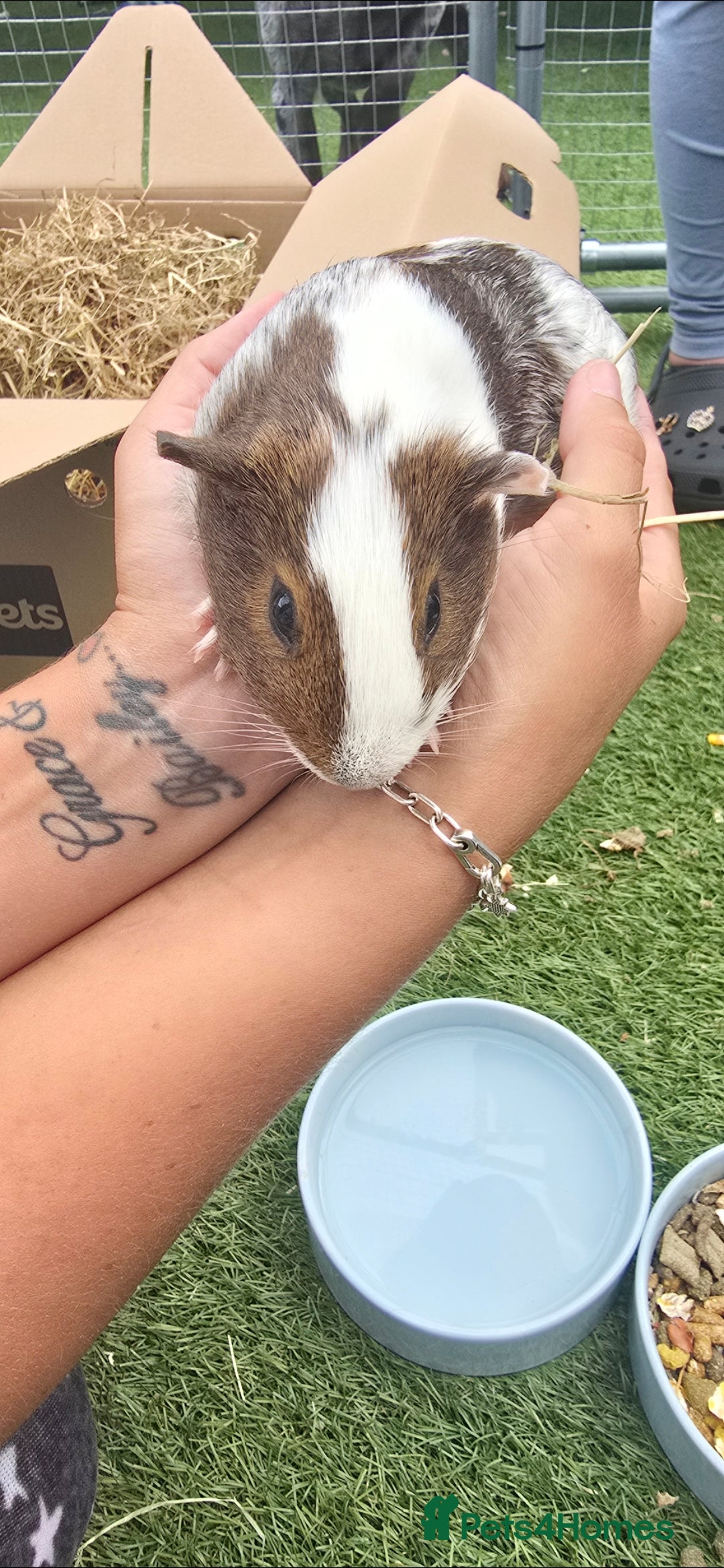 Guinea Pig rodents for sale: Guinea pig - Advert 12