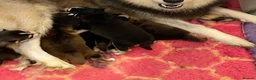 Pomsky dogs for sale: Genuine Pomsky puppies from health tested parents - Advert 3