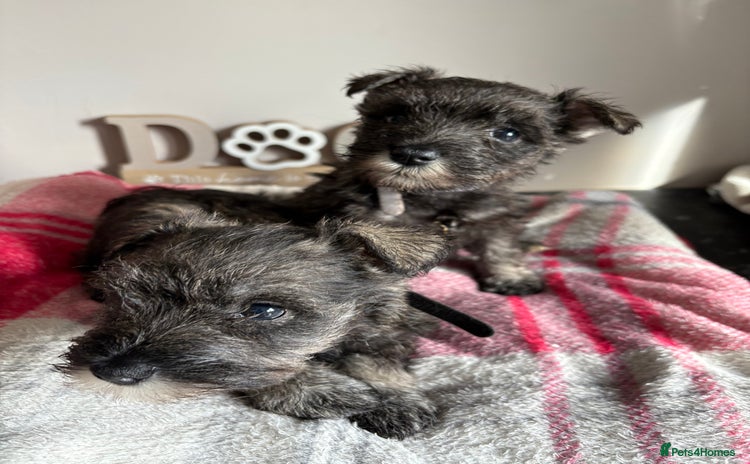 Miniature Schnauzer dogs - Advert 1