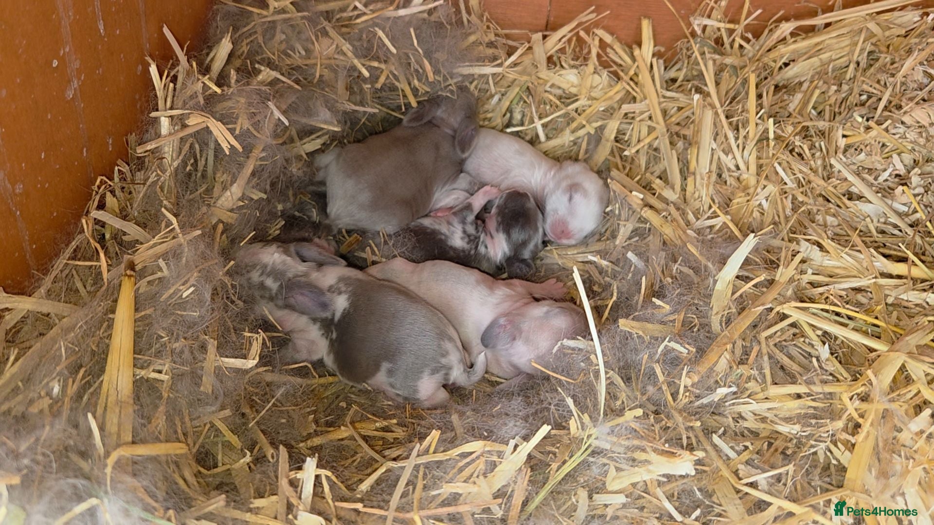 Mini Lop rabbits Mini lop  - Advert 9