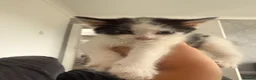 Mixed Breed cats for sale: 4 kittens for sale 1 boy 3 girls in Stoke-on-Trent - Advert 2