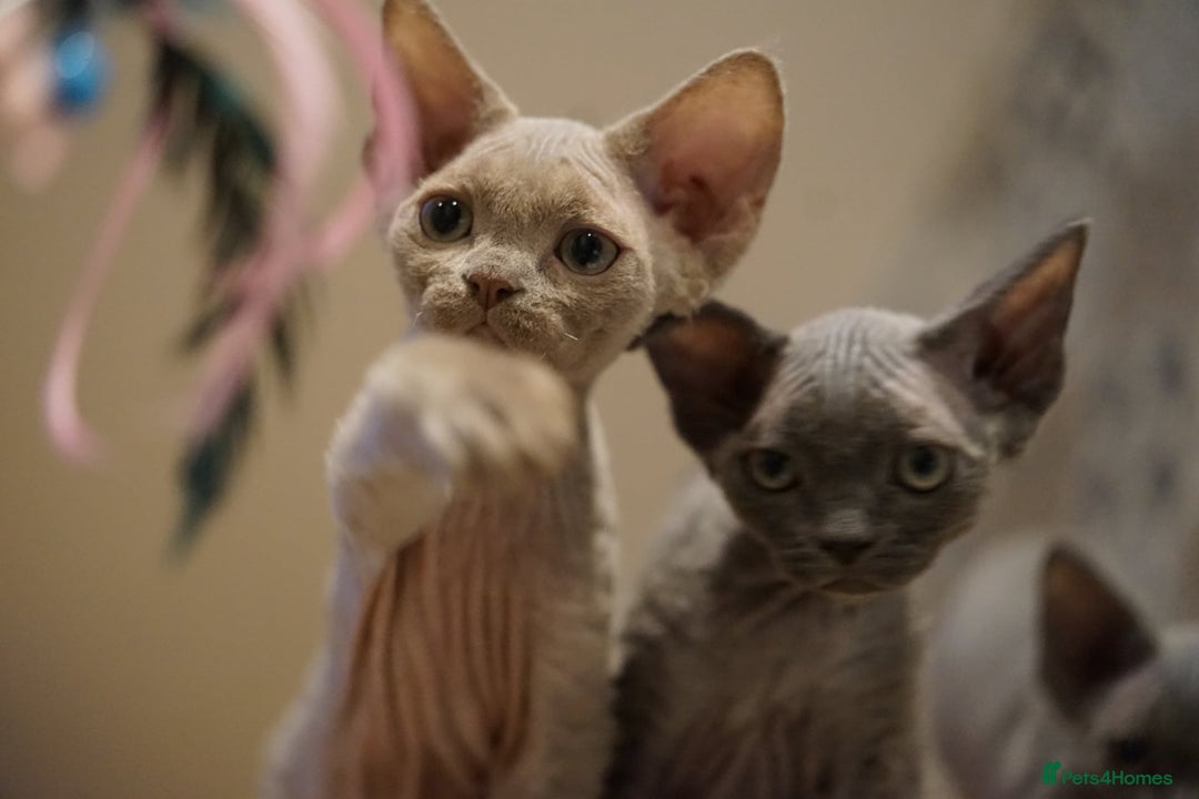 Devon Rex cats for sale: Ravel 💜male Devon Rex ( Reserved) - Advert 39