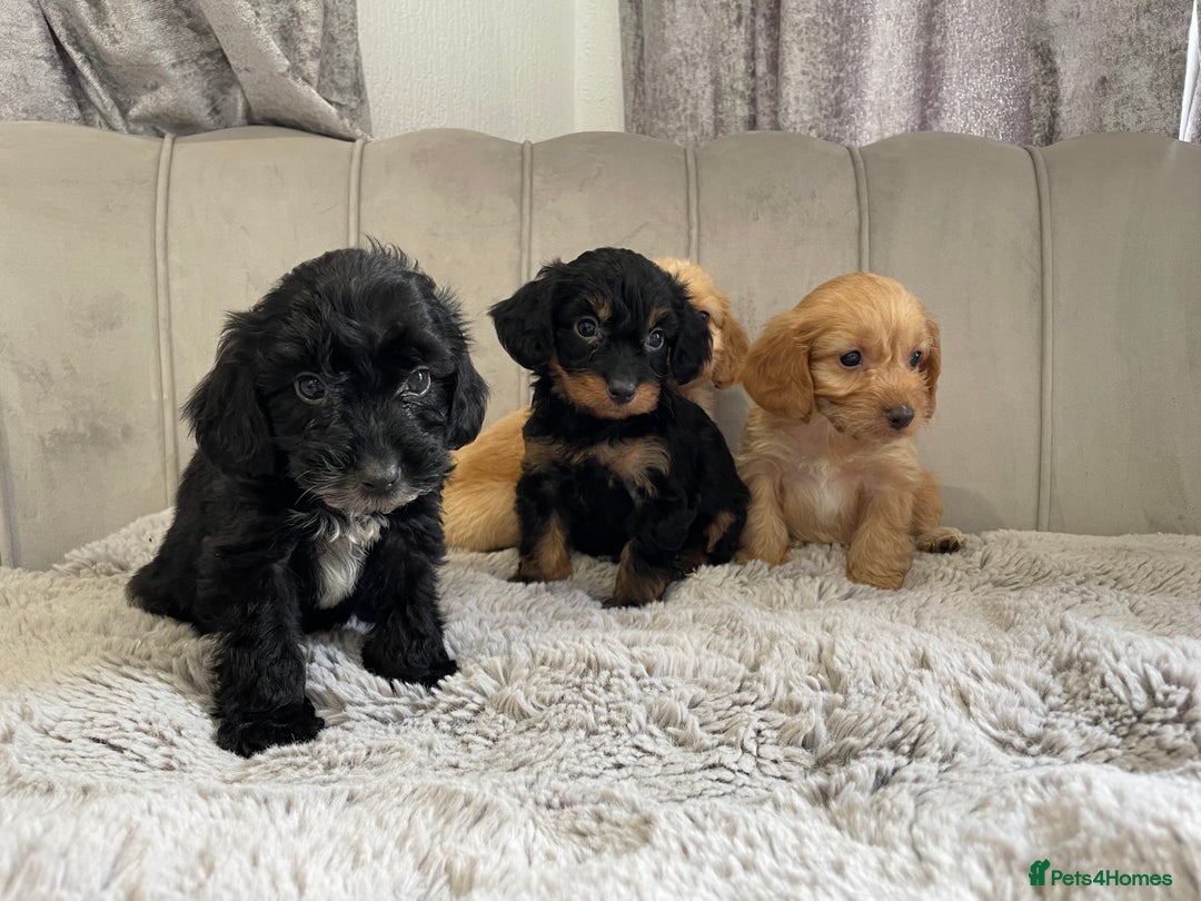 Cockapoo dogs for sale: Licenced breeder Beautiful F1 cockapoos  - Image 5