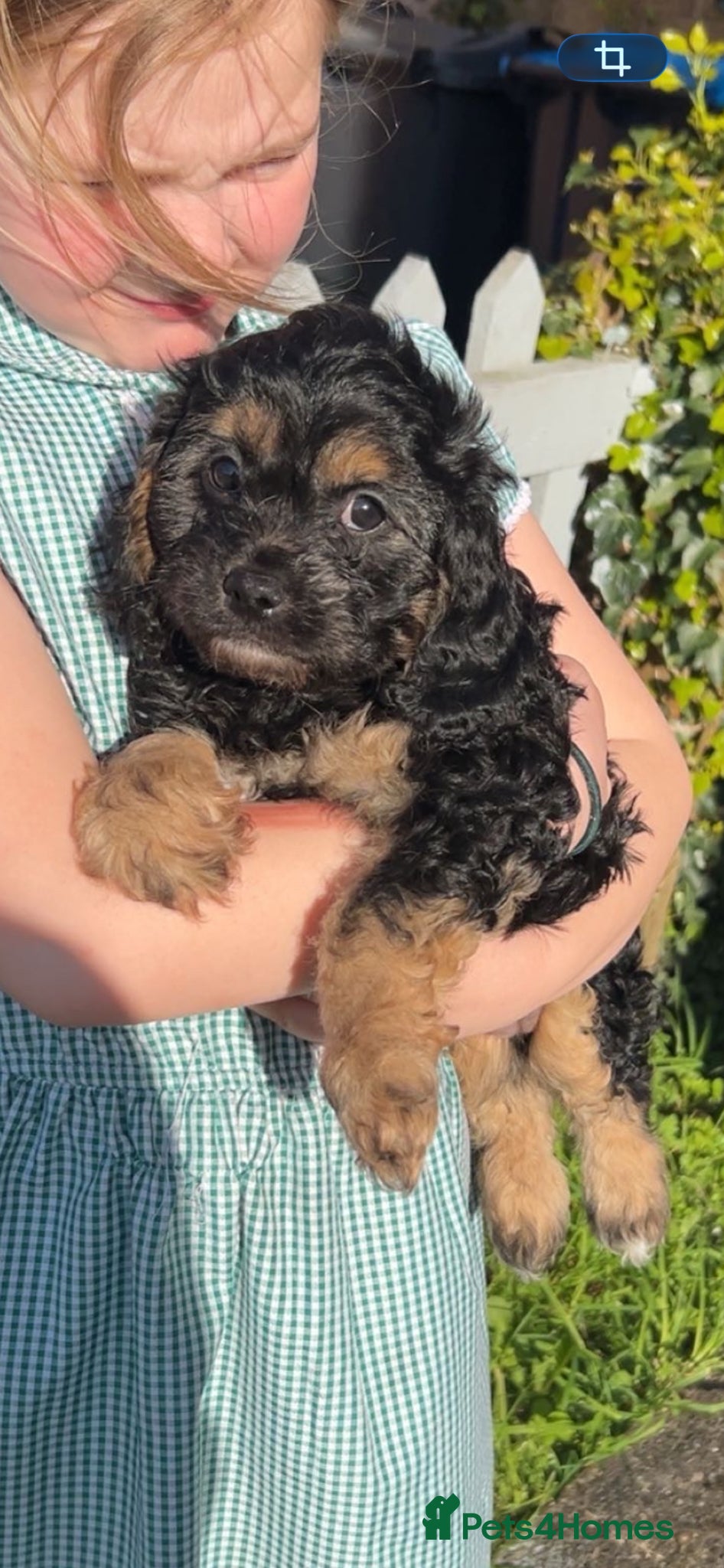 Cavapoo dogs Cavapoo boys and girls  - Advert 8