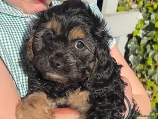 Cavapoo dogs Cavapoo boys and girls - Advert 8