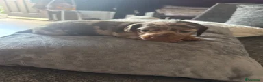 Miniature Dachshund 1