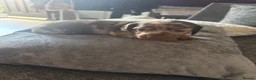 Miniature Dachshund dogs for sale: Miniature Dachshund  - Advert 5