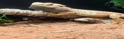 Bearded Dragon reptiles for sale: Bearded Dragon in Corby - Advert 12