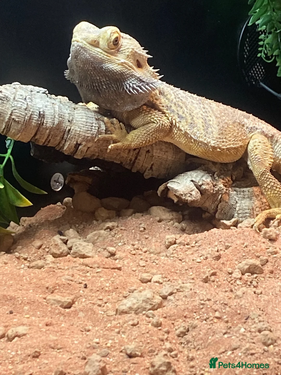 Bearded Dragon reptiles for sale: Bearded Dragon in Corby - Advert 12