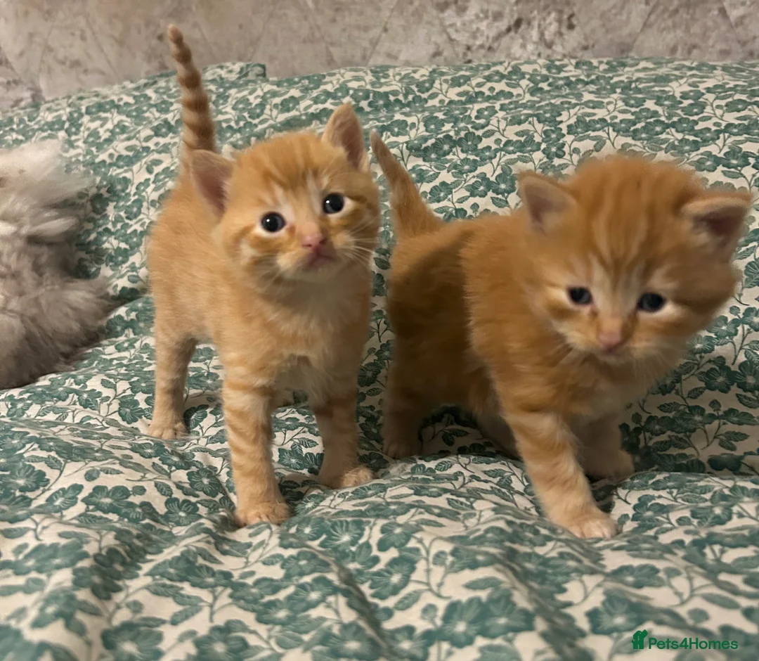 Ragdoll cats for sale: Ginger Tabby Ragdoll Kittens 🧡 ✨  - Advert 10