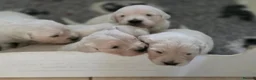Golden Retriever dogs for sale: Palest cream puppies for sale - Advert 4