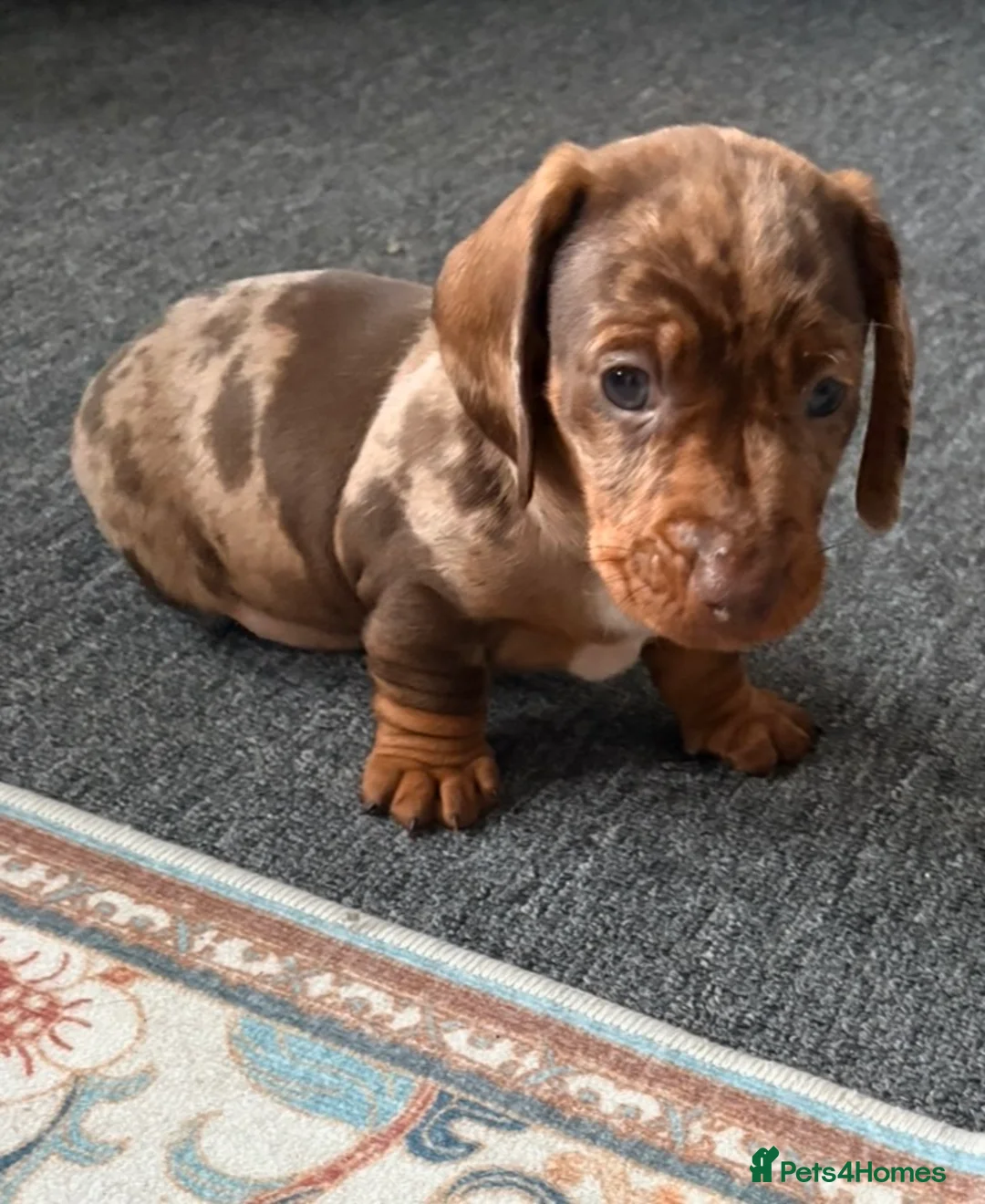 Dachshund dogs for sale: Dachshund adorable male Trio - Advert 11