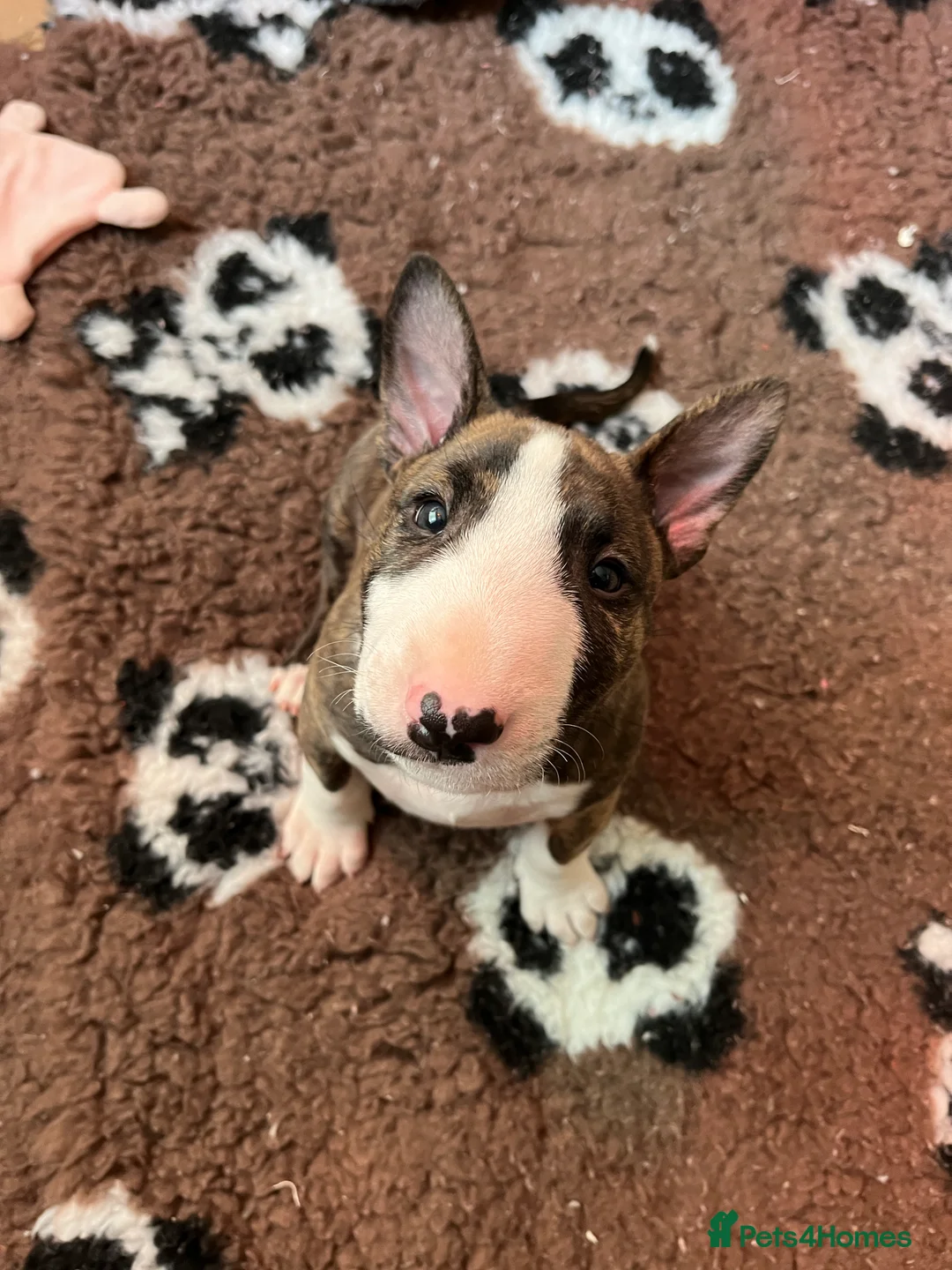 Bull Terrier dogs for sale: Bull terrier standard. KC registered. BOY - Advert 3