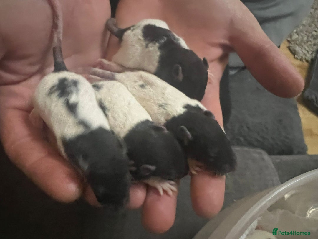 Rat rodents for sale: Rex rats  - Advert 4