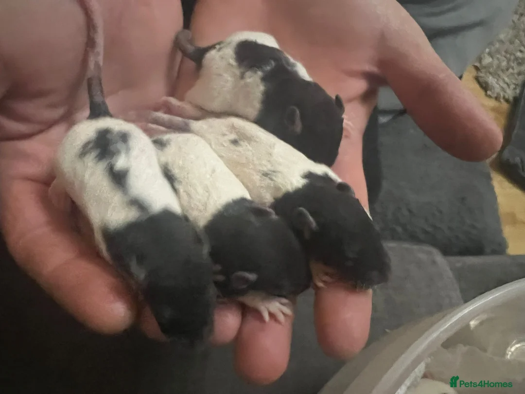 Rat rodents for sale: Rex rats  - Advert 4