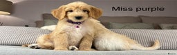 Goldendoodle dogs for sale: ABSOLUTELY GORGEOUS DOODLES  - Advert 6