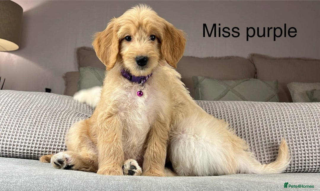 Goldendoodle dogs for sale: ABSOLUTELY GORGEOUS DOODLES  - Advert 6