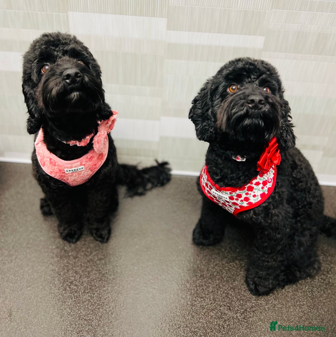 Cockapoo dogs for sale: REDUCED Beautiful F2 cockapoo puppies  - Advert 7