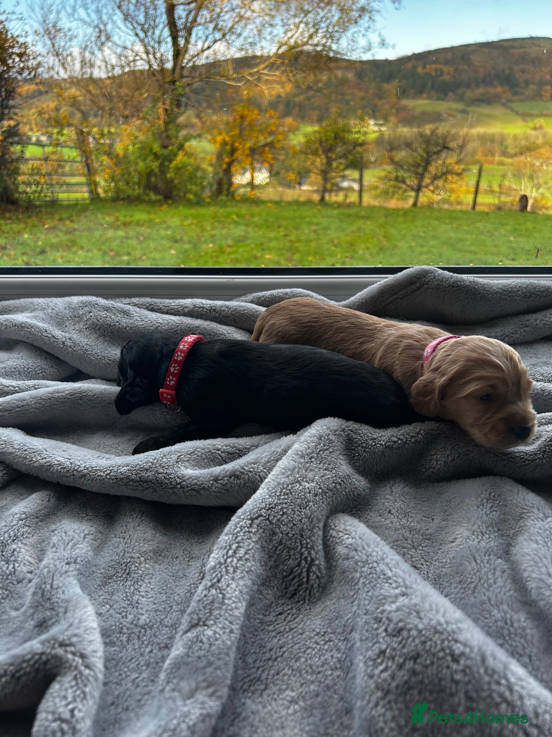 Cocker Spaniel dogs for sale: ✨ Cuddles Await from our Cocker Spaniel Pups  - Image 3